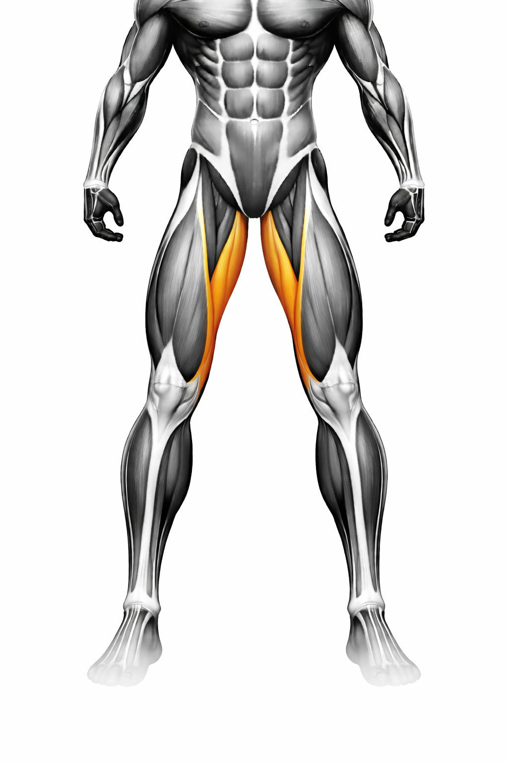 Anatomische Darstellung der Adduktoren (Innenschenkel), grün markiert – Vorderansicht