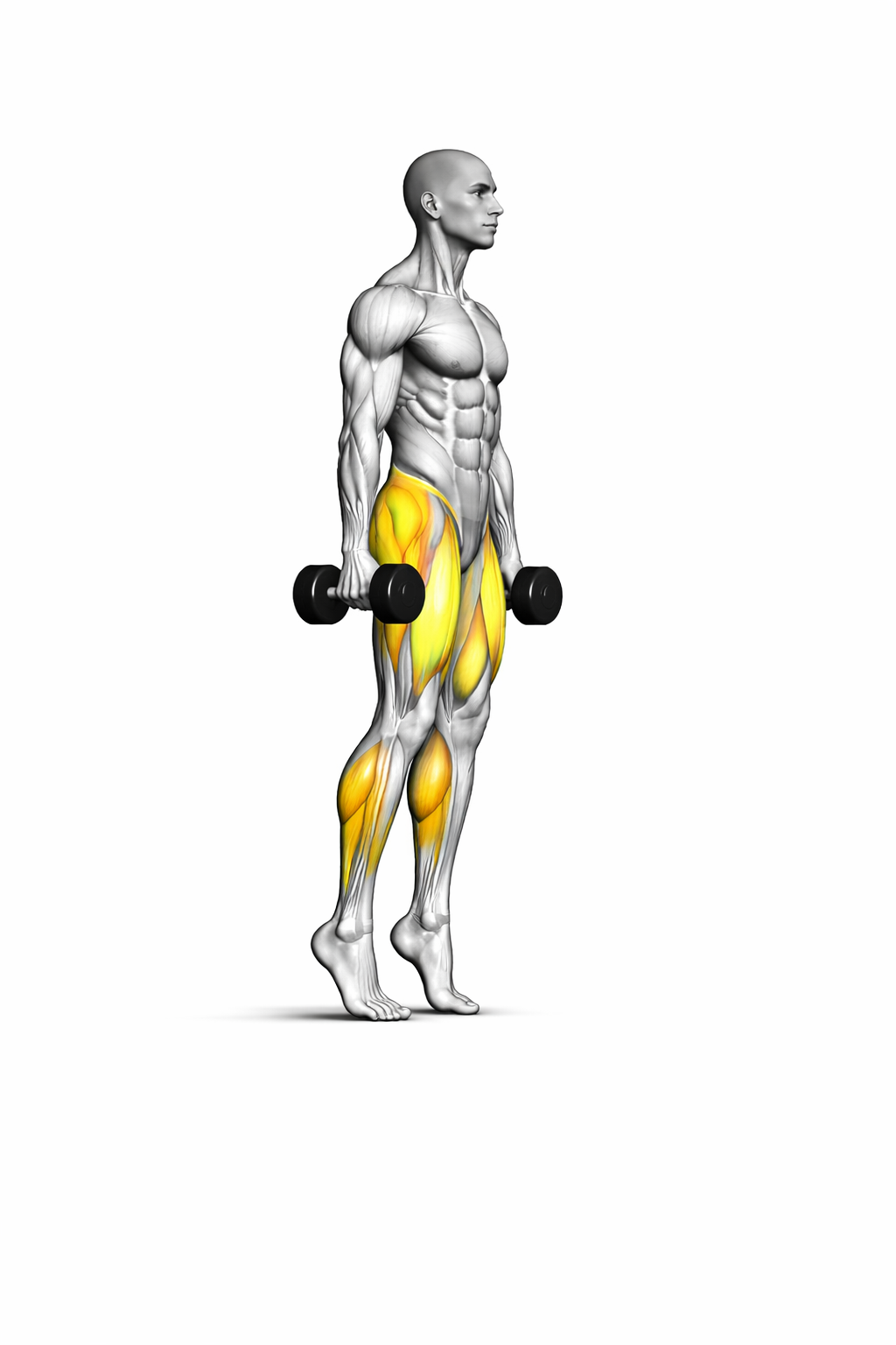 Wadenheben mit Kurzhanteln – Endposition auf den Zehenspitzen