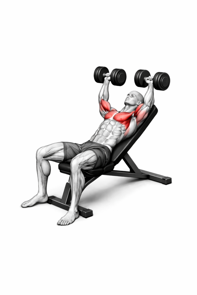 Schrägbankdrücken mit Kurzhanteln – Endposition auf der Schrägbank