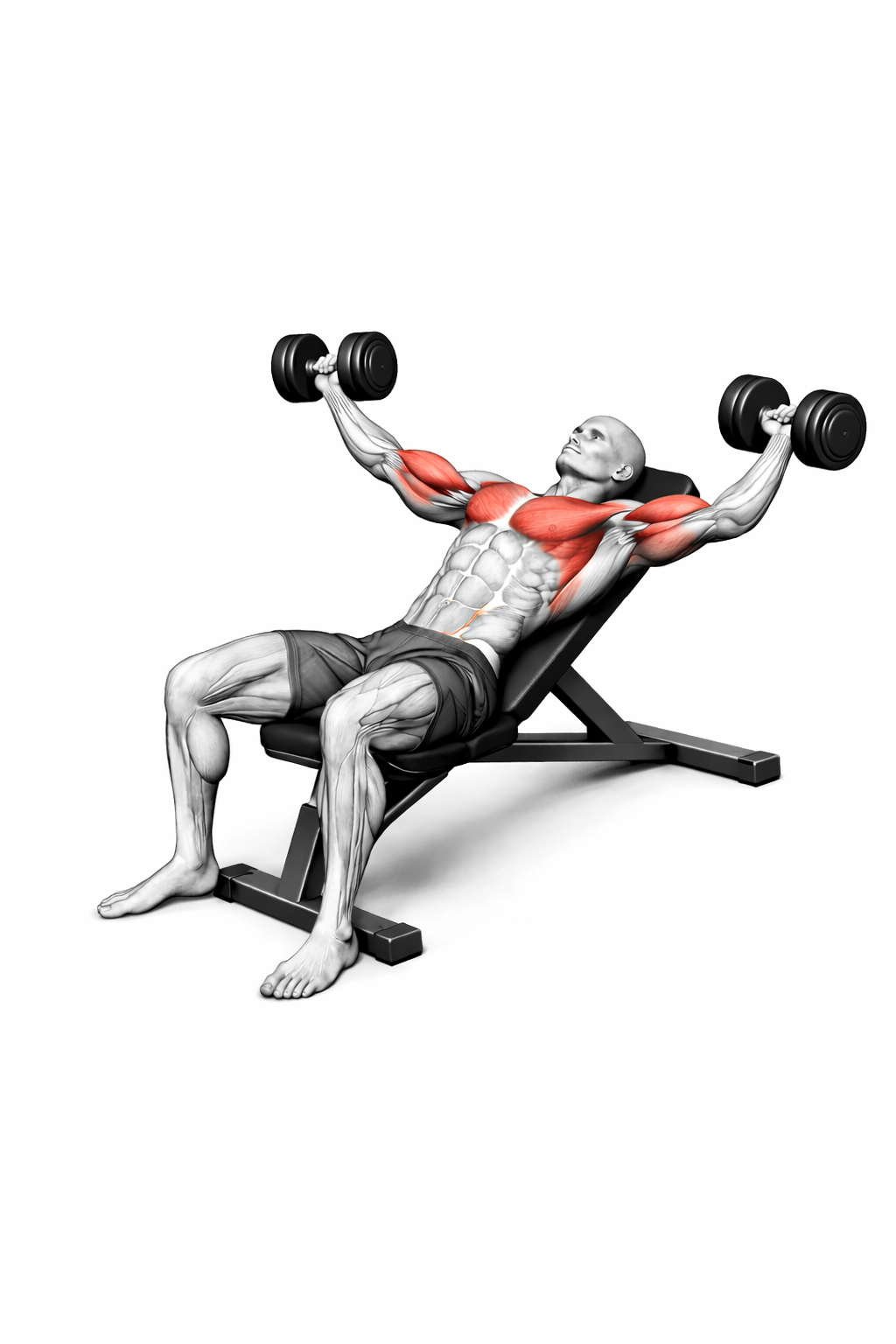 Schrägbank-Flys mit Kurzhanteln – Endposition mit Fokus auf obere Brust