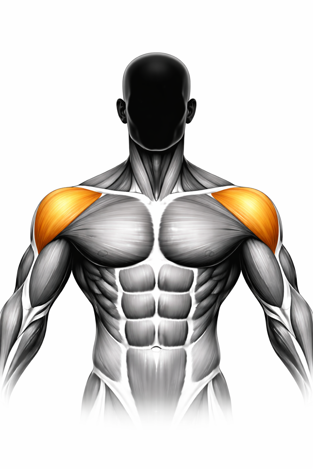 Anatomische Darstellung des vorderen Deltamuskels (vordere Schulter), gelb markiert – Vorderansicht