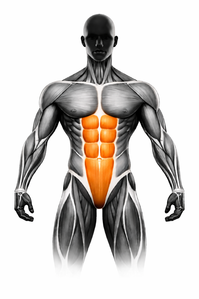 Anatomische Darstellung der geraden Bauchmuskulatur (Rectus abdominis), orange markiert – Vorderansicht