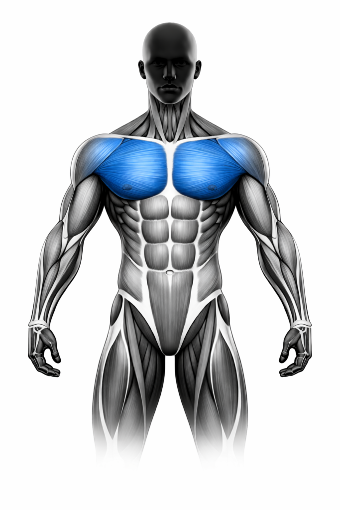 Anatomische Darstellung des großen Brustmuskels (Pectoralis major), blau markiert – Vorderansicht