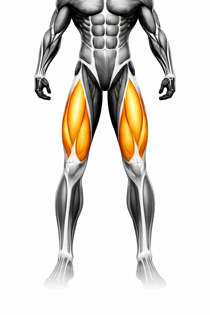 Anatomische Darstellung des Quadrizeps (vorderer Oberschenkel), grün markiert – Vorderansicht