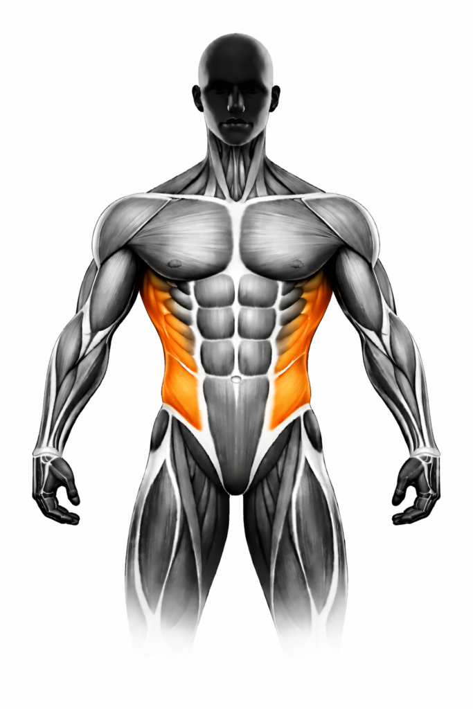 Anatomische Darstellung der schrägen Bauchmuskulatur, orange markiert – Vorderansicht