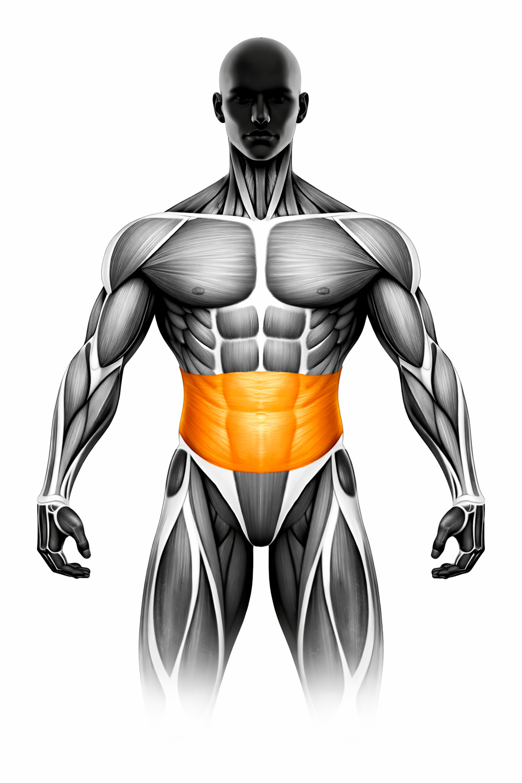 Anatomische Darstellung der tiefliegenden Bauchmuskulatur (Transversus abdominis), orange markiert – Vorderansicht