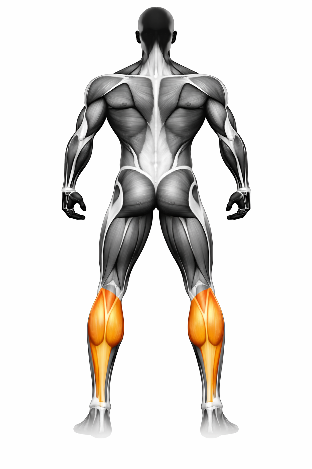 Anatomische Darstellung der Wadenmuskulatur, grün markiert – Rückenansicht