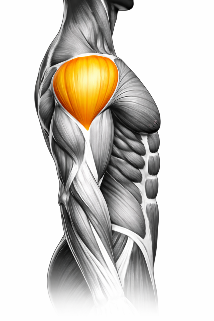 Anatomische Darstellung des seitlichen Deltamuskels (seitliche Schulter), gelb markiert – Seitenansicht